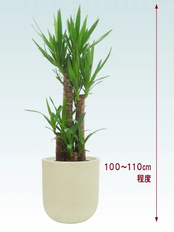 ユッカ全体画像