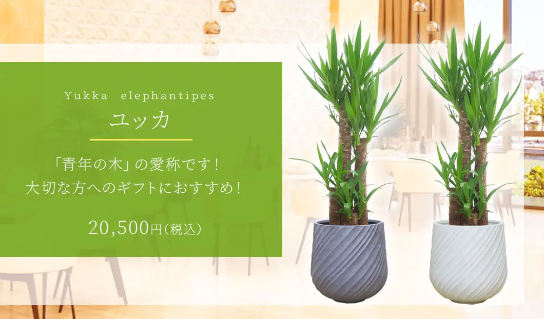ユッカ 観葉植物 20,500円(税込)