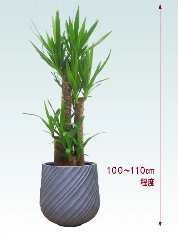ユッカ全体画像