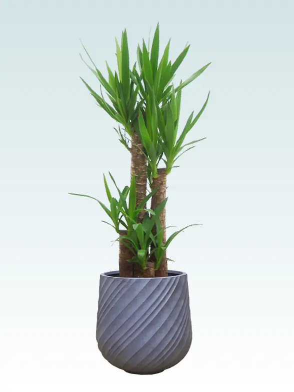 ユッカ Mサイズ スパイラル型、グラスファイバー製鉢カバー付