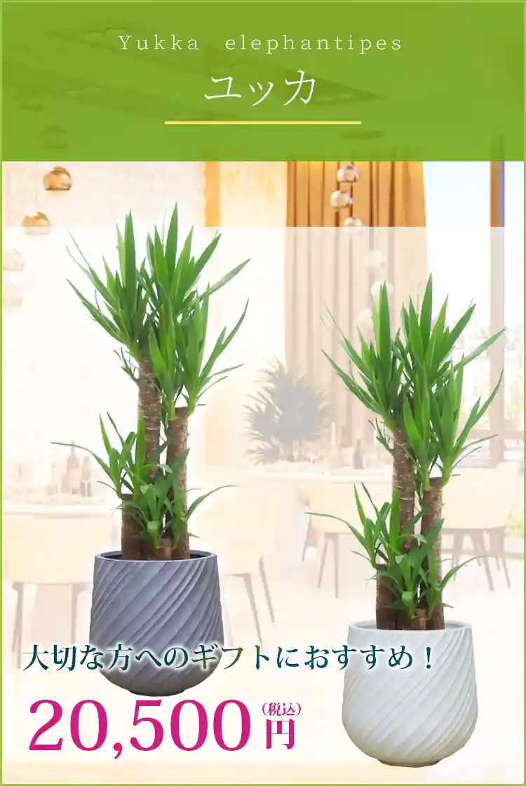 ユッカ 観葉植物 20,500円(税込)