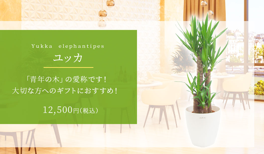 ユッカ 観葉植物 10,800円(税込)