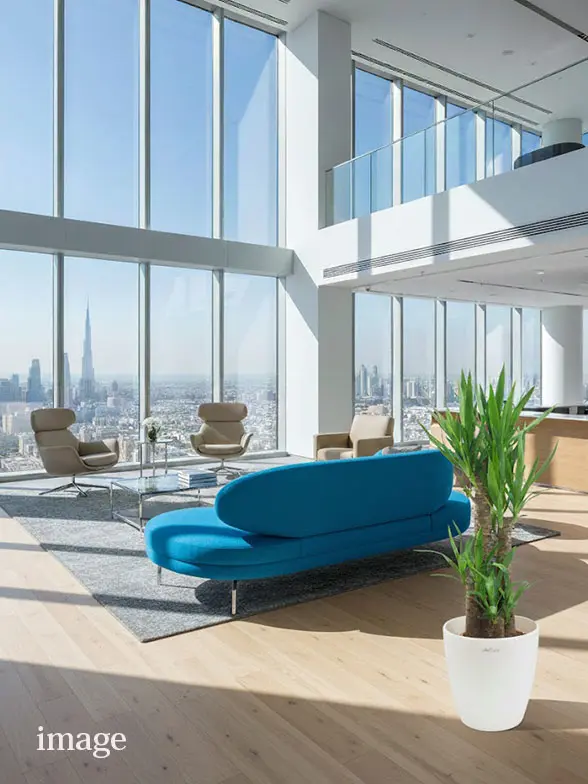 ユッカ葉っぱ拡大画像