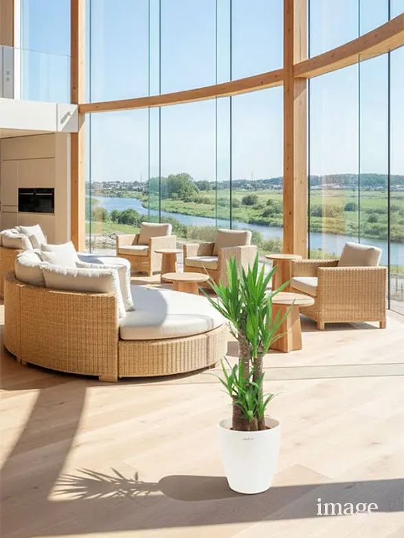 ユッカ葉っぱ枝も入った画像