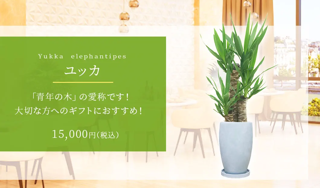 ユッカ 観葉植物 15,000円(税込)