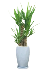 ユッカ全体画像