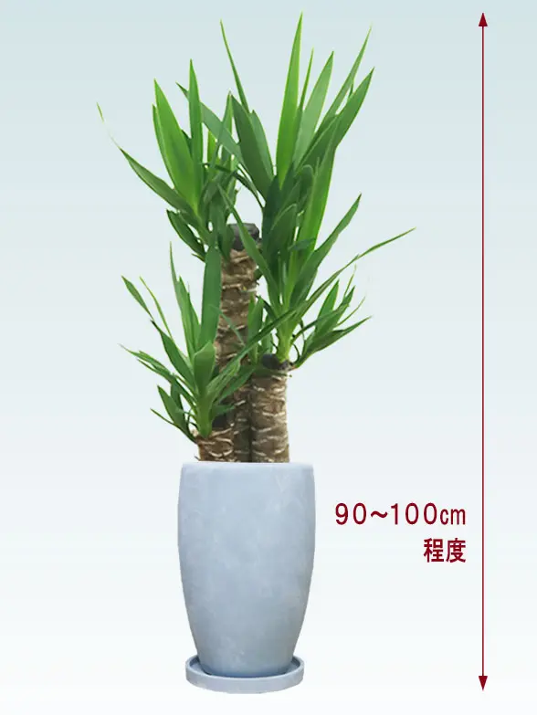 ユッカ拡大横から画像