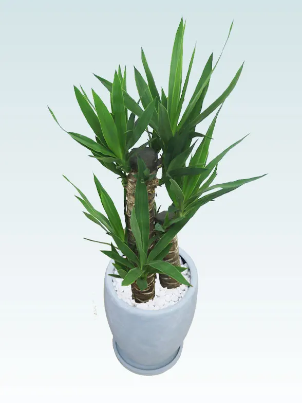 ユッカ葉っぱ拡大画像