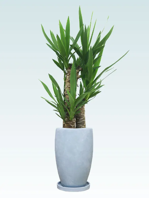 ユッカ拡大横から画像