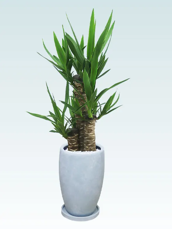 ユッカ葉っぱ枝も入った画像