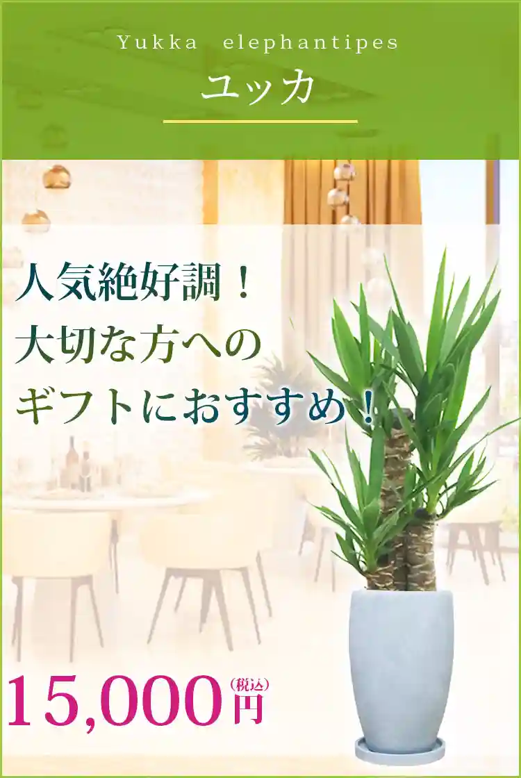ユッカ 観葉植物 15,000円(税込)