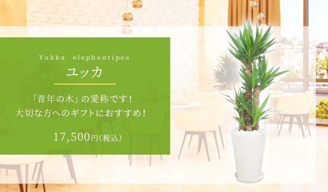 ユッカ 観葉植物 16,500円(税込)