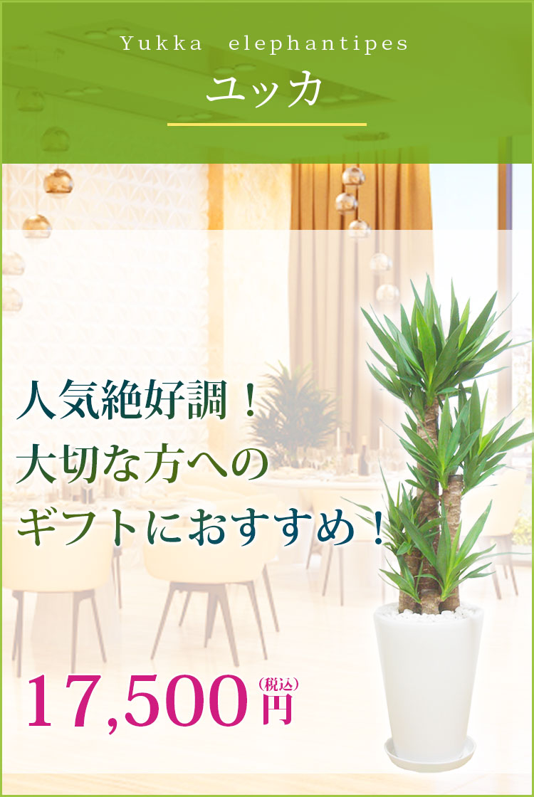 ユッカ 観葉植物 15,800円(税込)