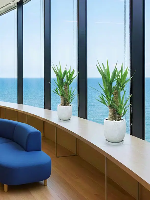 ユッカ葉っぱ枝も入った画像