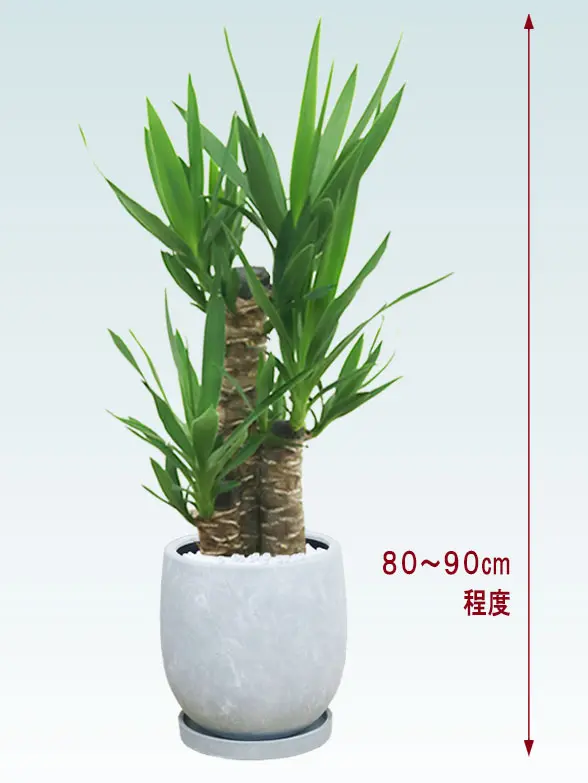 ユッカ拡大横から画像