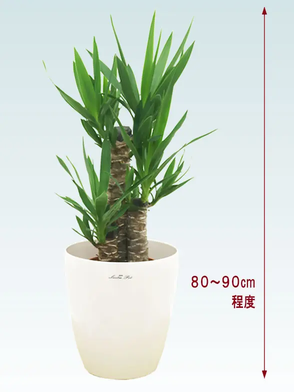 ユッカ葉っぱ枝も入った画像