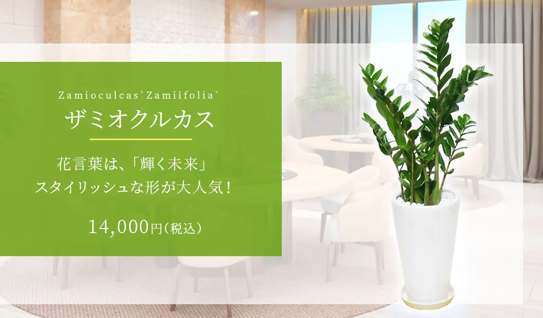 ザミオクルカス 観葉植物 14,000円(税込)