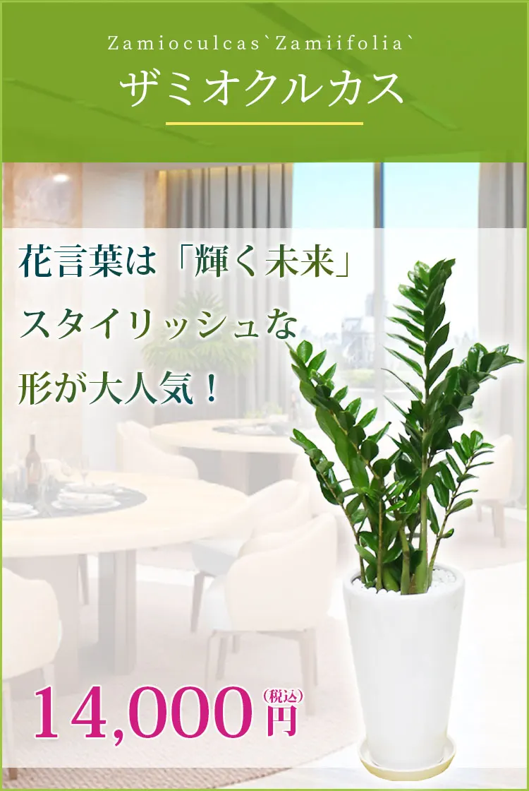 ザミオクルカス 観葉植物 14,000円(税込)