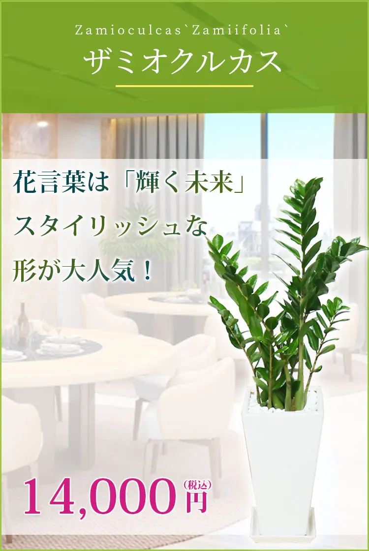 ザミオクルカス 観葉植物 14,000円(税込)