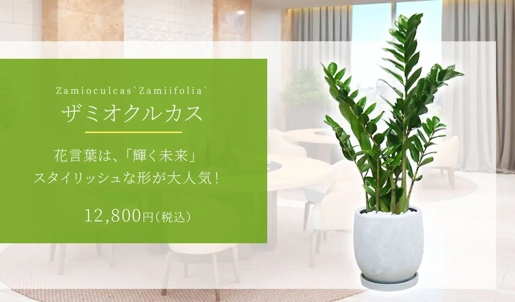 ザミオクルカス 観葉植物 12,800円(税込)