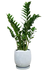 ザミオクルカス全体画像