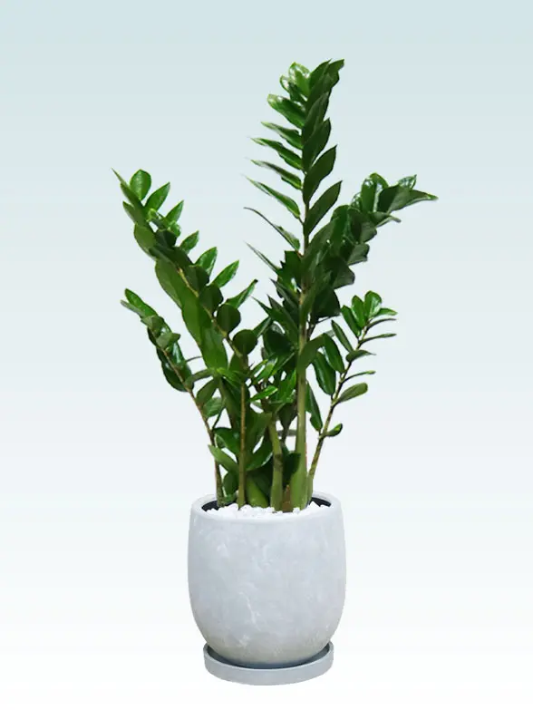 ザミオクルカス スタイリッシュ　陶器鉢　ボウル型