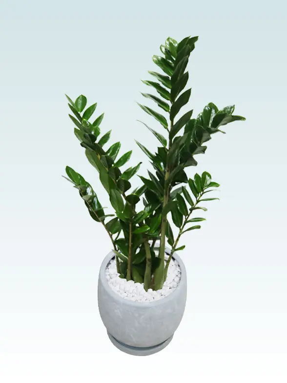 ザミオクルカス拡大斜め上から画像