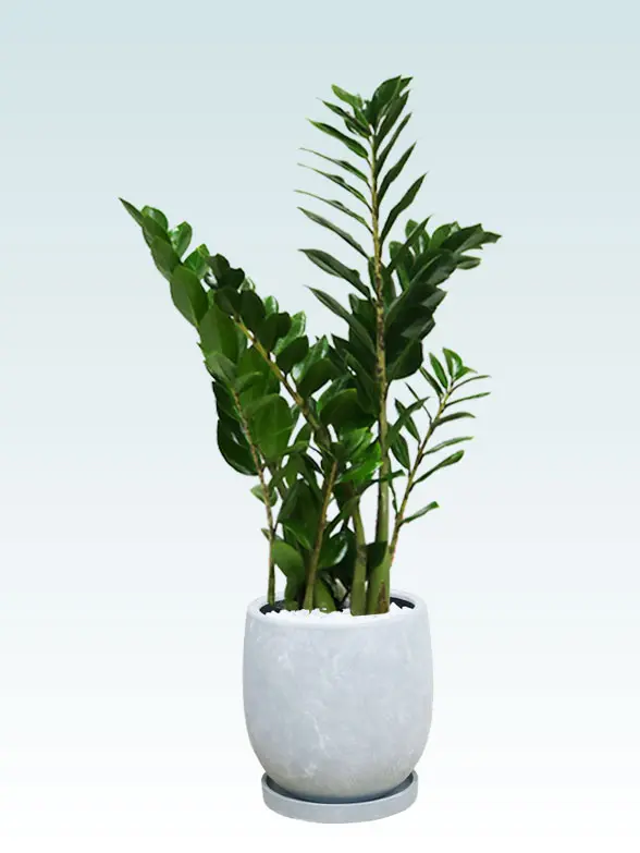 ドラセナコンパクター斜め上から全体画像