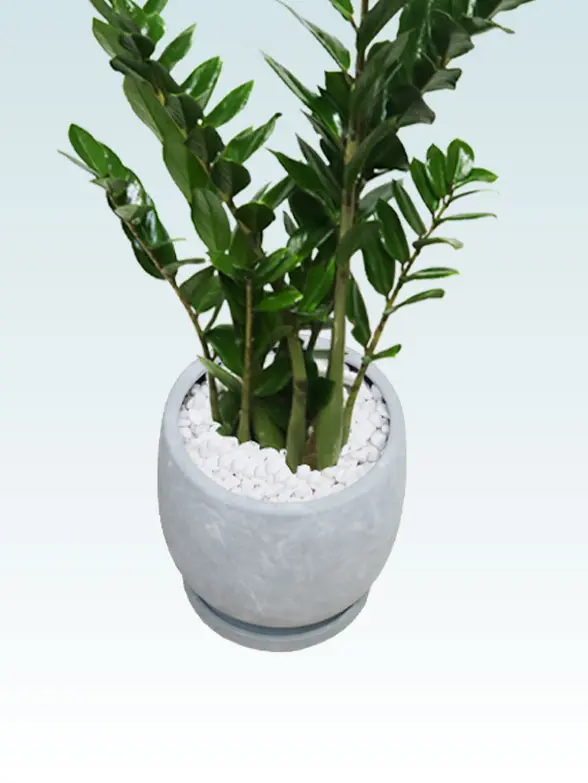 ザミオクルカス　ラスターポット付のイメージ画像