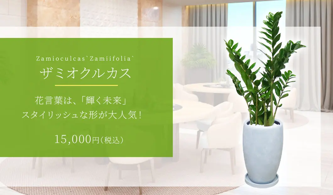 ザミオクルカス 観葉植物 15,000円(税込)