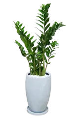 ザミオクルカス全体画像