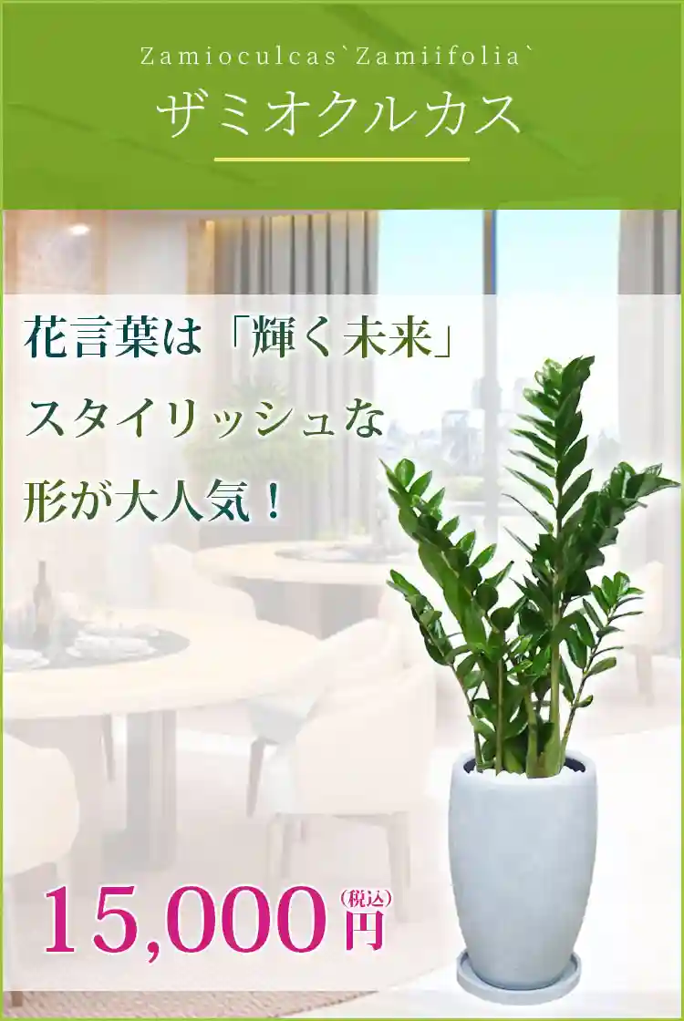 ザミオクルカス 観葉植物 15,000円(税込)