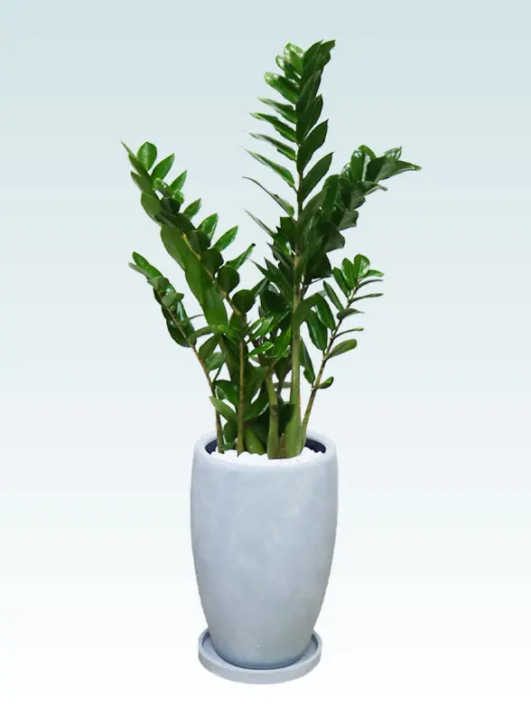 ドラセナコンパクタースタイリッシュ　陶器鉢　オーバル型