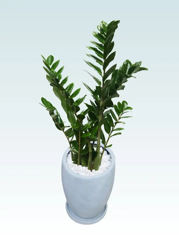 ザミオクルカス拡大斜め上から画像