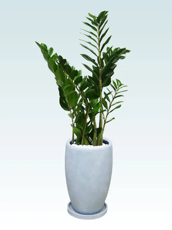 ドラセナコンパクター斜め上から全体画像