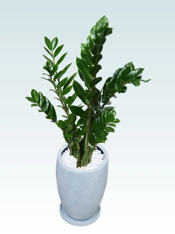 ドラセナコンパクター拡大横から画像