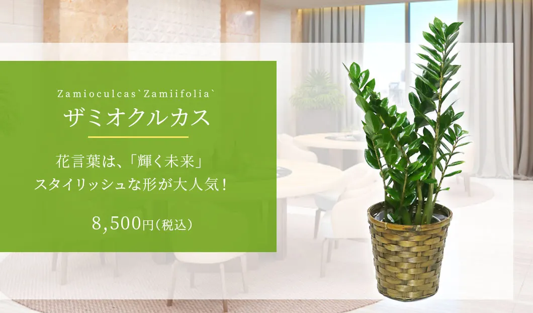 ザミオクルカス 観葉植物 8,500円(税込)
