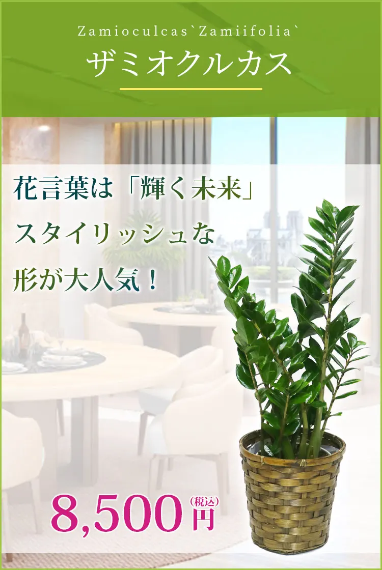 ザミオクルカス 観葉植物 8,500円(税込)