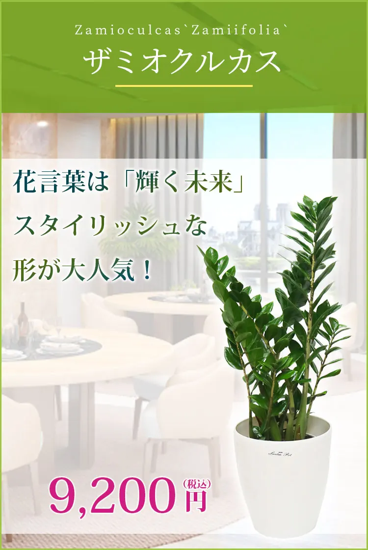 ザミオクルカス 観葉植物 9,200円(税込)