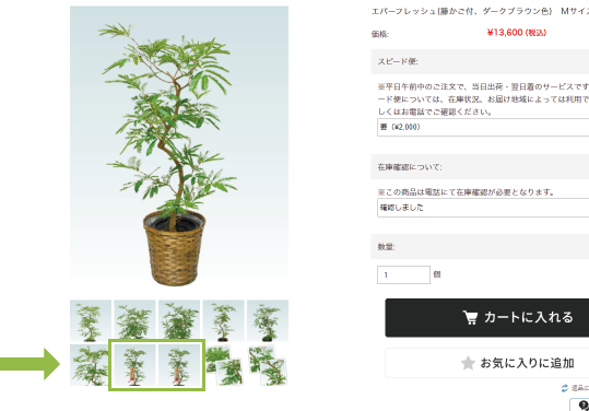観葉植物の祝札、利用例