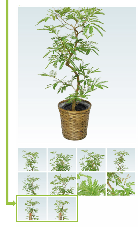 観葉植物の祝札、利用例