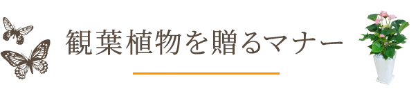 観葉植物を贈るマナー