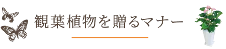 観葉植物を贈るマナー