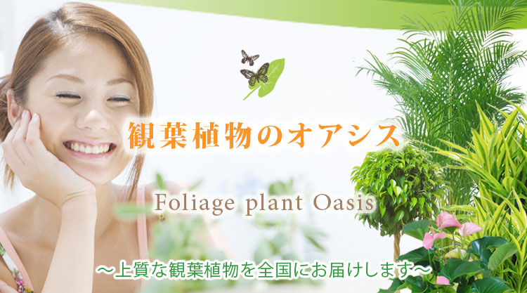オアシス Foliage plant Oasis 上質な観葉植物を全国にお届けいたします。