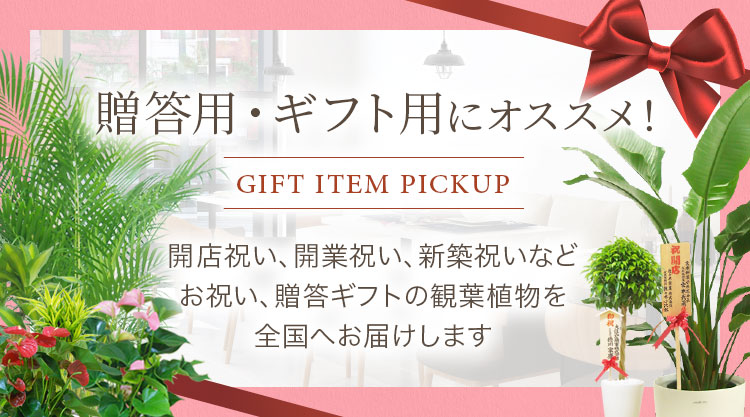 人気おすすめの観葉植物 お祝いギフト 移転 開店祝いの注文は観葉植物通販オアシス