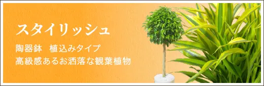 スタイリシュ 陶器鉢  植込みタイプ高級感あるお洒落な観葉植物