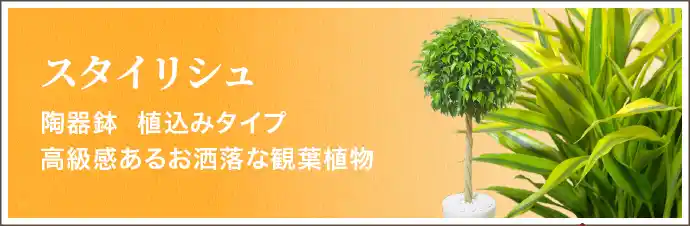 スタイリシュ 陶器鉢  植込みタイプ高級感あるお洒落な観葉植物