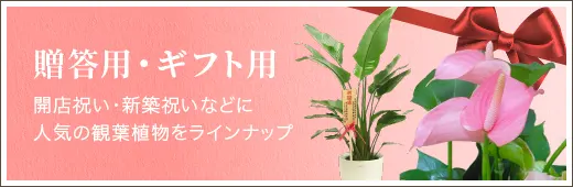 贈答用・ギフト用 開店祝い・新築祝いなどに人気の観葉植物をラインナップ