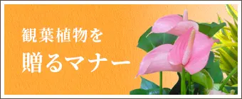 観葉植物を贈るマナー