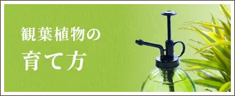 観葉植物の育て方